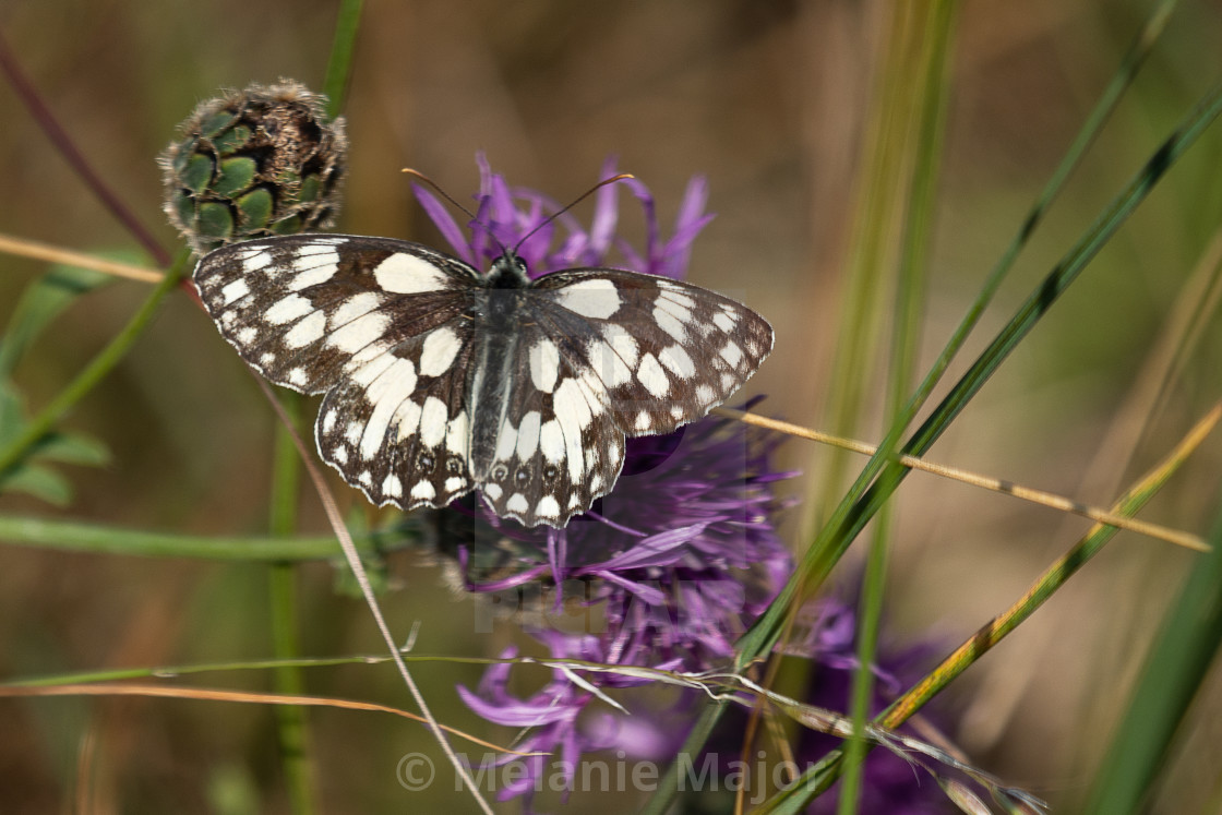 "Marbled white butterfly" by Melanie Major - $7.70 "Marbled white butterfly" stock image