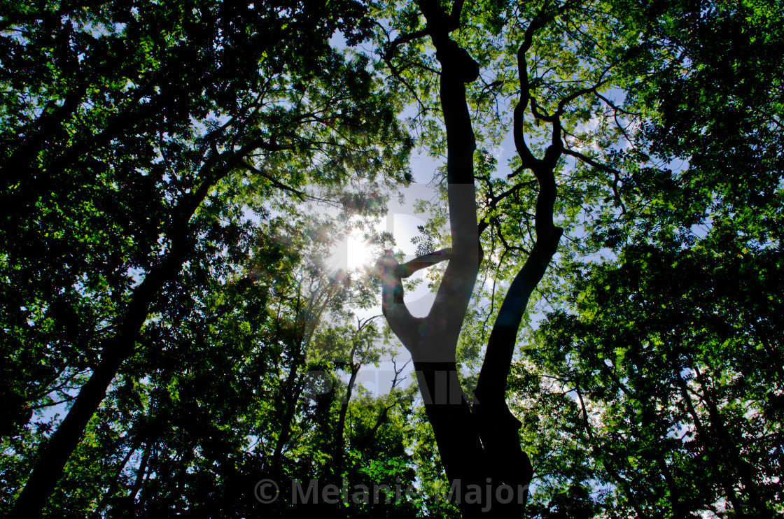 "Forest Silhouettes" by Melanie Major - $7.70 "Forest Silhouettes" stock image
