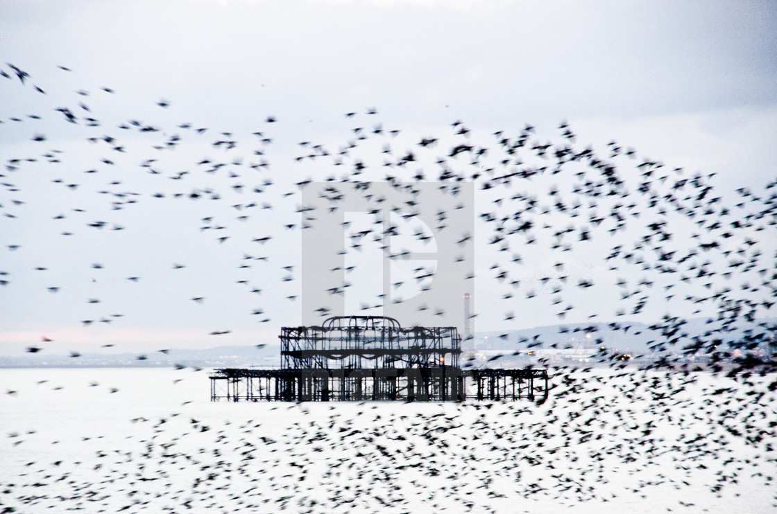 "Starlings flocking near the West Pier" by Melanie Major - $7.70 "Starlings flocking near the West Pier" stock image