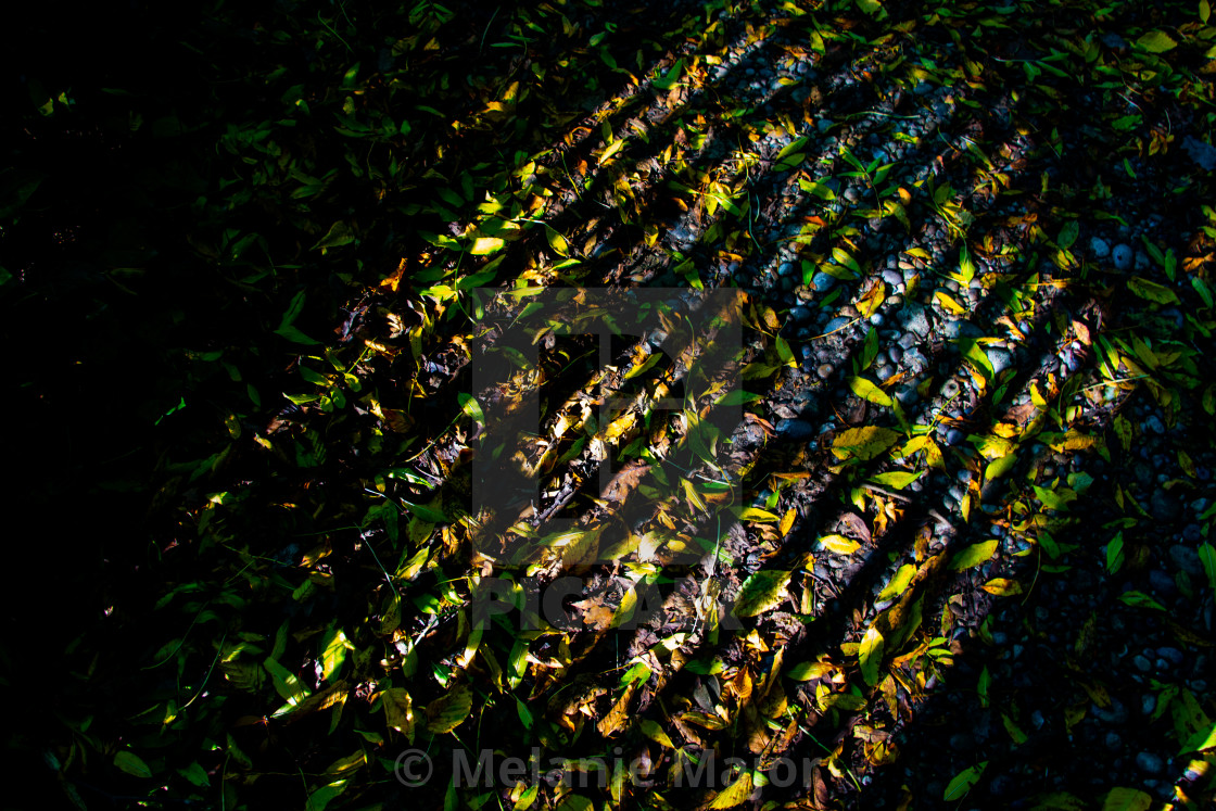 "Shadows and leaves" by Melanie Major - $7.70 "Shadows and leaves" stock image