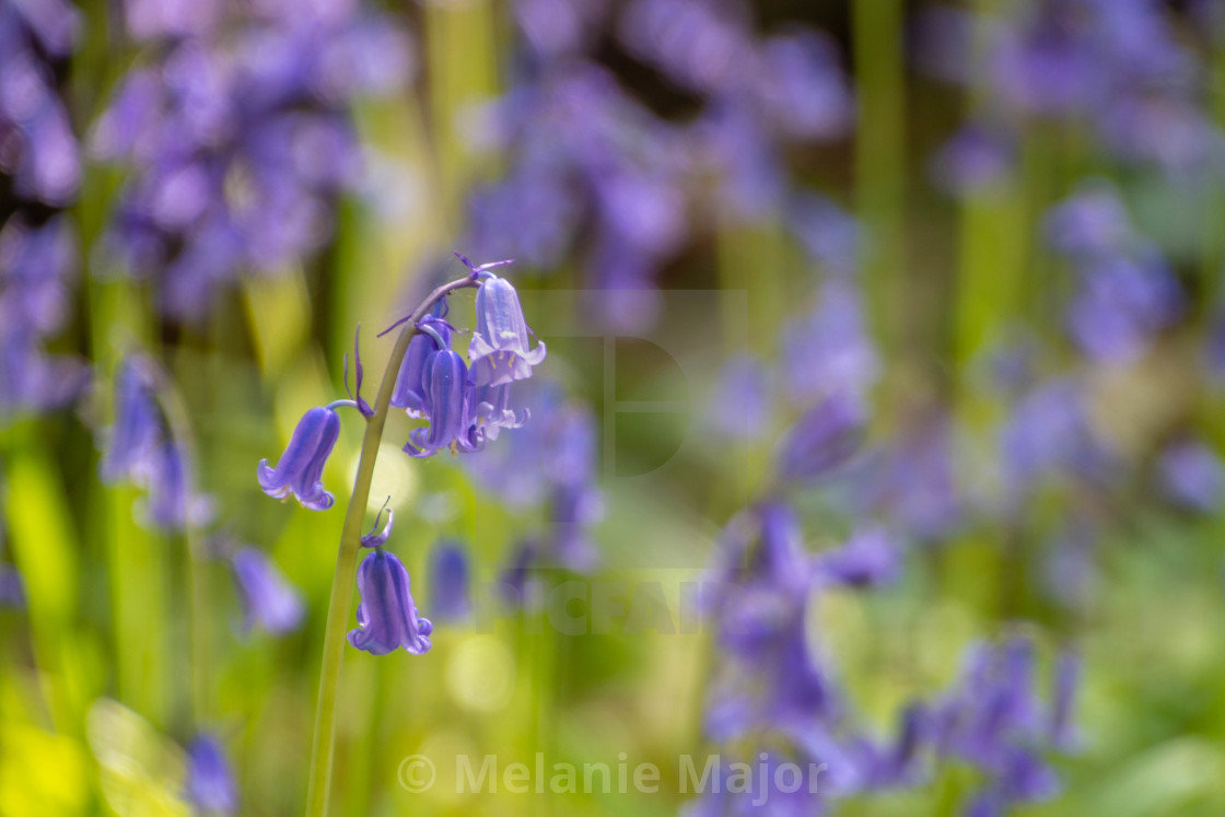 "Close up of bluebells in woodland" by Melanie Major - $7.70 "Close up of bluebells in woodland" stock image