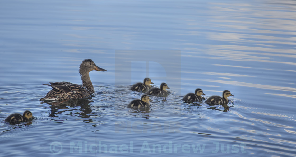 "Kolob Mallards" stock image