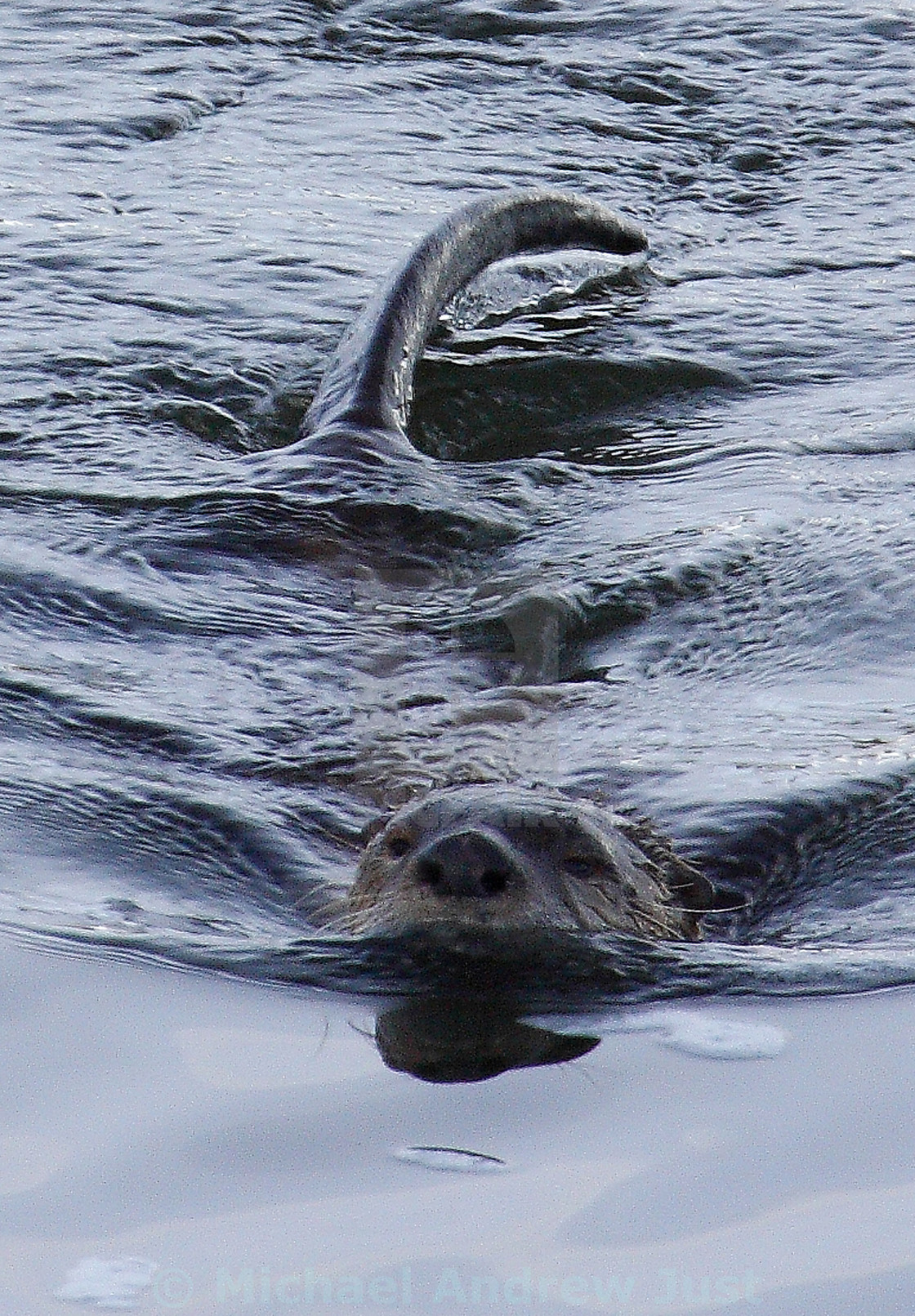 "Otter's head and tail" stock image