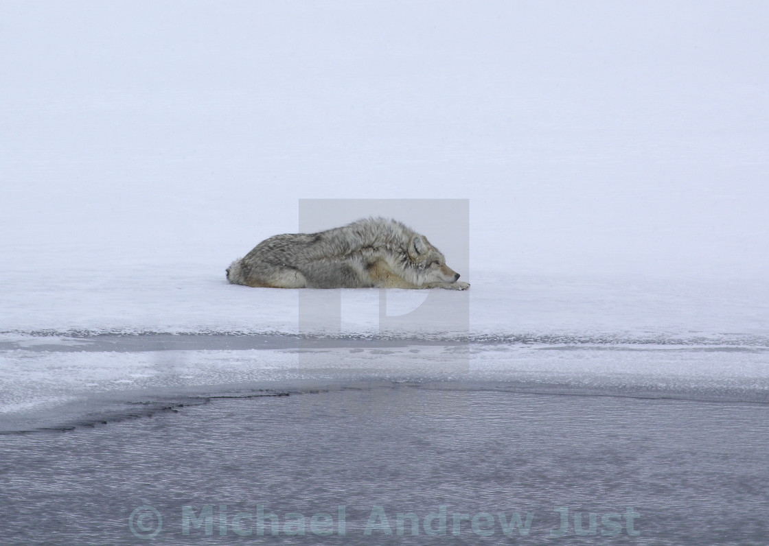 "Coyote On Ice" stock image