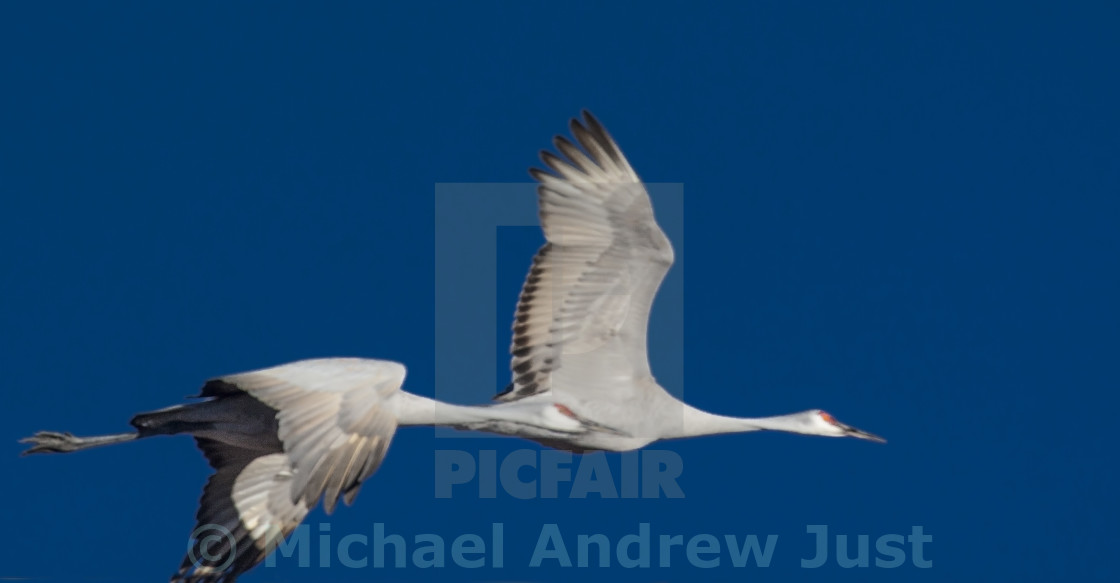 "Sandhill Cranes" stock image