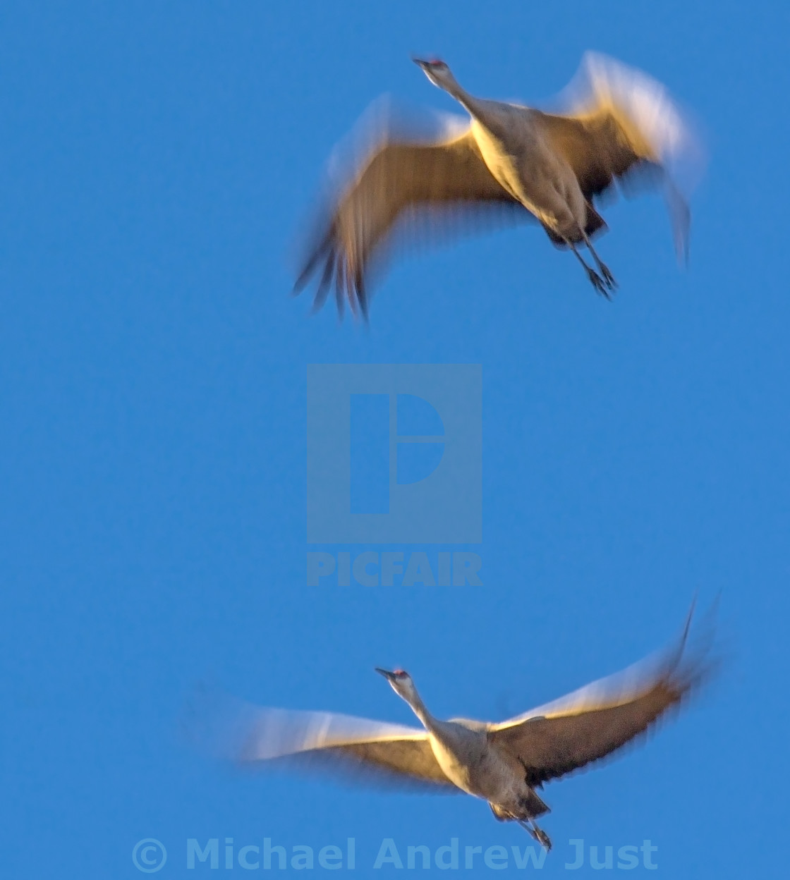 "Sandhill Cranes" stock image