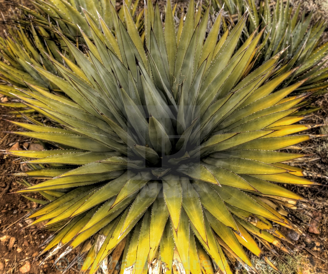 "Agave" stock image