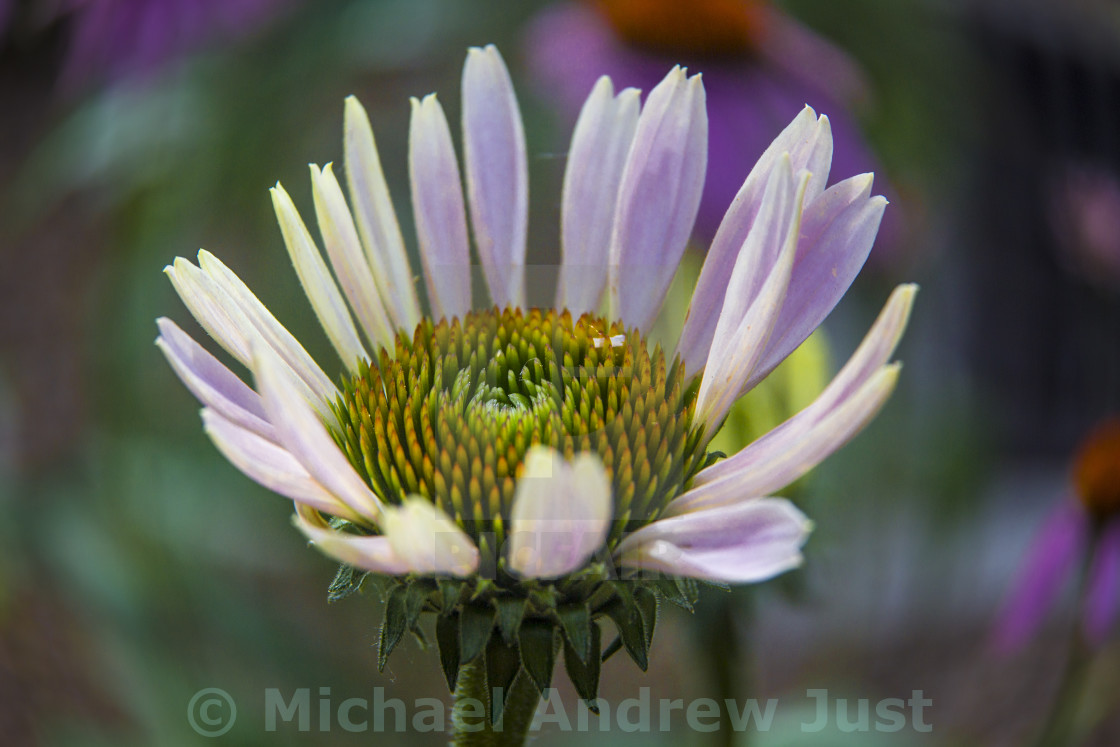 "Purple Coneflower" stock image