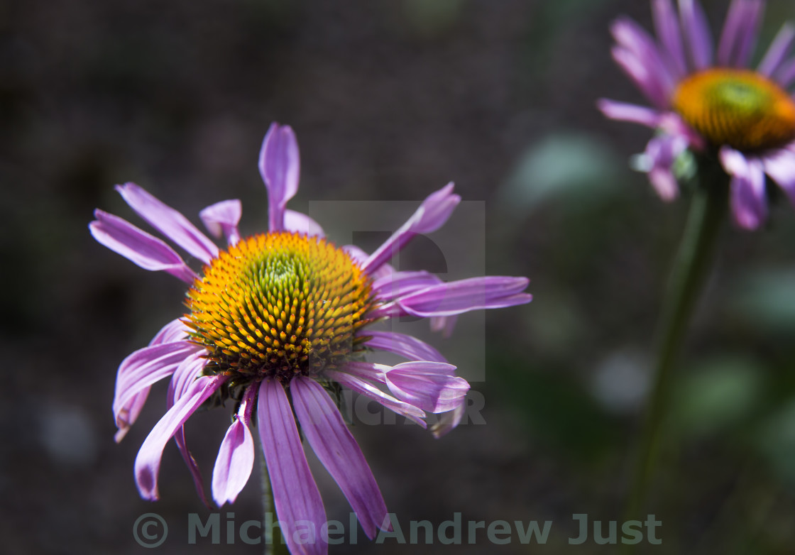 "Purple Coneflower" stock image