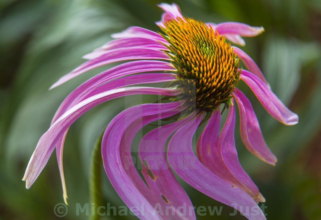 "Purple Coneflower" stock image