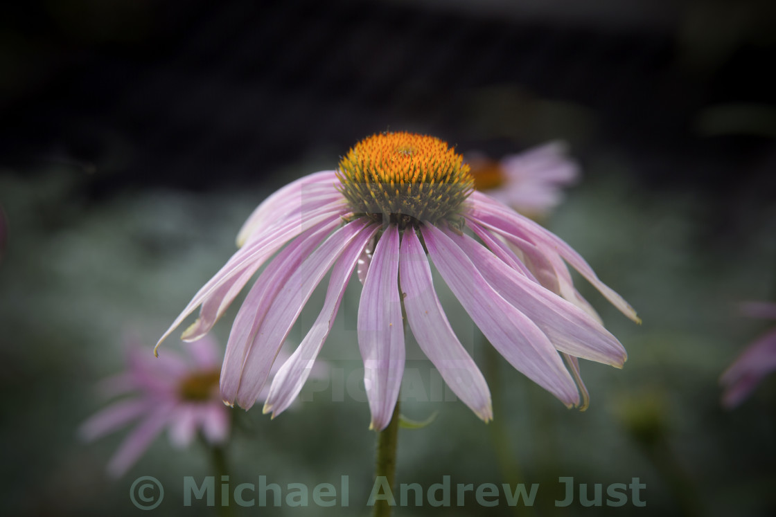 "Purple Coneflower" stock image