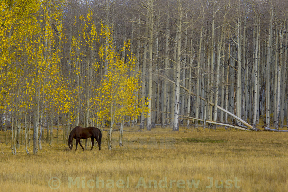 "Utah Fall Colors" stock image