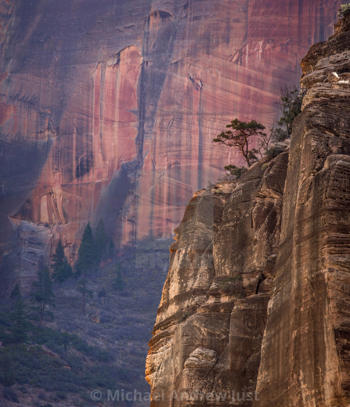 "Zion Juniper" stock image