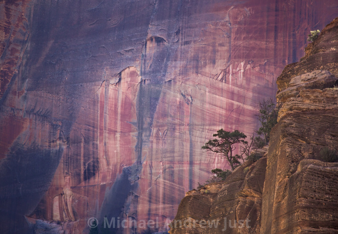 "Zion Juniper" stock image