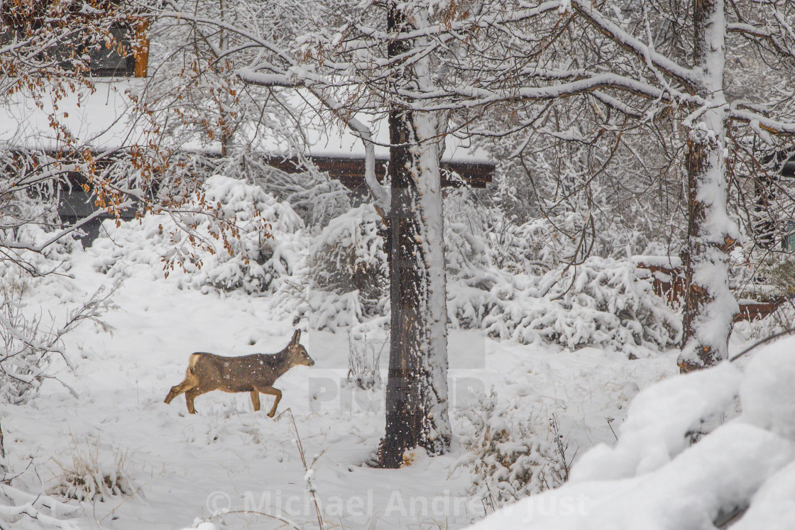 "Snowy Zion" stock image