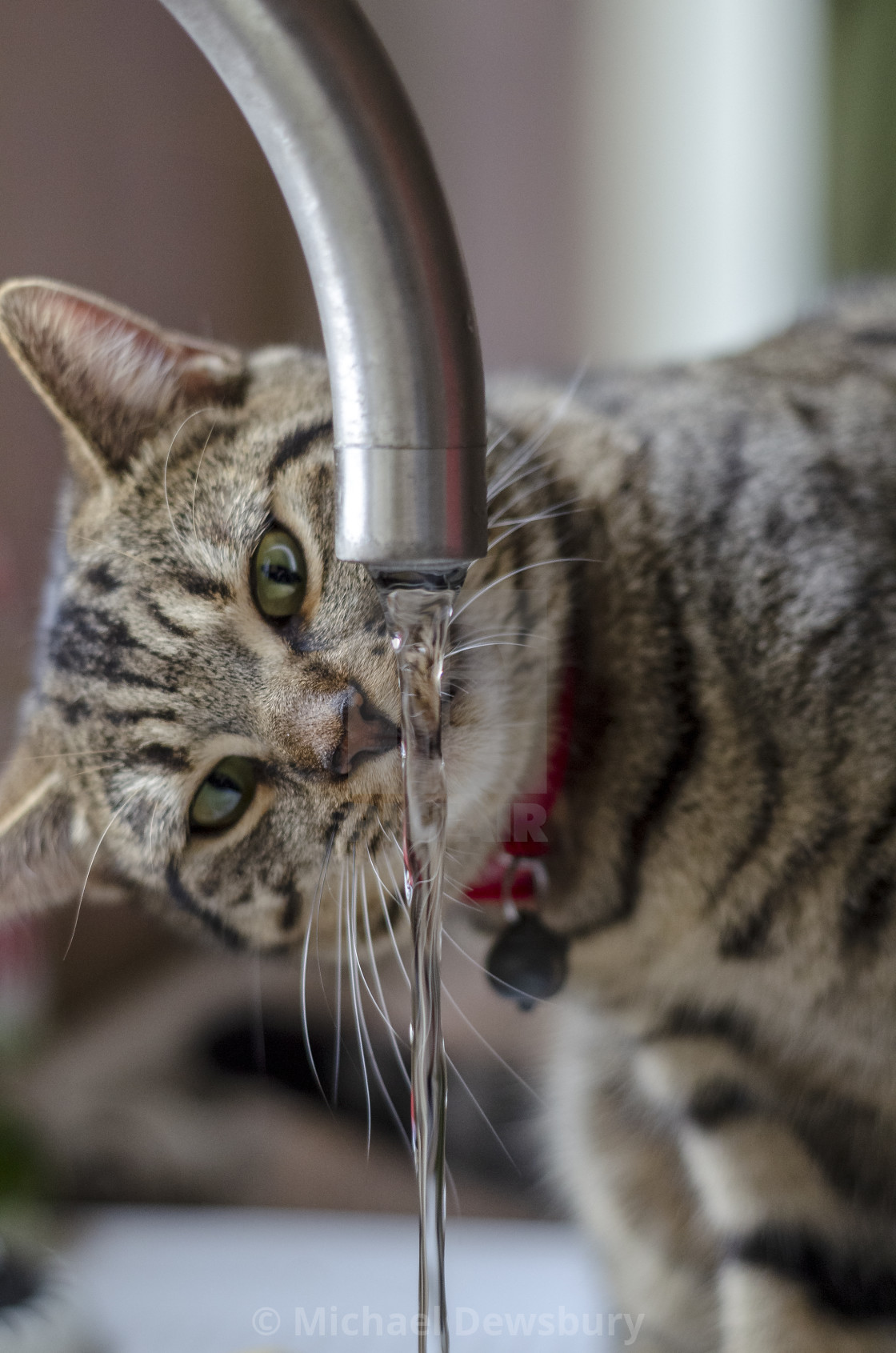 Cat Drinking From Kitchen Tap Faucet License Download Or