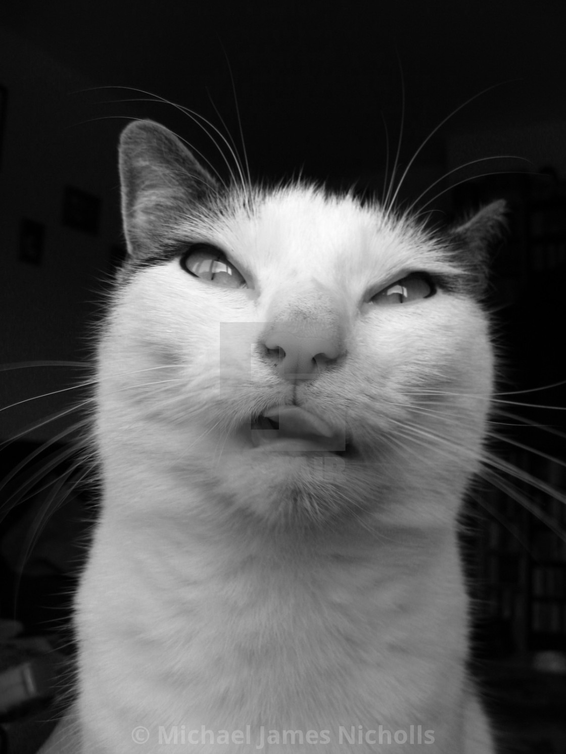 Willow Pulling A Funny Face License Download Or Print For 7 38 Photos Picfair