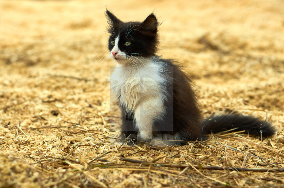 Cute Black And White Cat Sitting On The Dry Hay On The Farm Waiting For Somebody License Download Or Print For 5 50 Photos Picfair