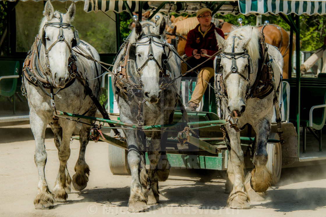 Horse Drawn Carriage Ride - License, download or print for £ | Photos | Picfair Horse Drawn Carriage Ride - License, download or print for £ | Photos | Picfair