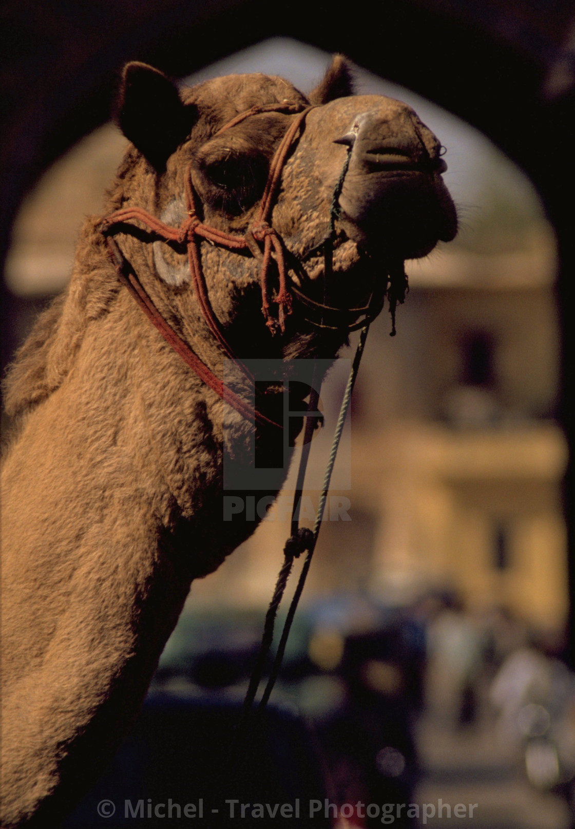 "Camel in India" by Michel - Travel Photographer - £16.62 "Camel in India" stock image