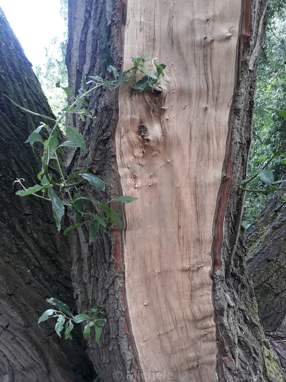 Exposed Bark On A Willow Tree License Download Or Print For 12 40 Photos Picfair
