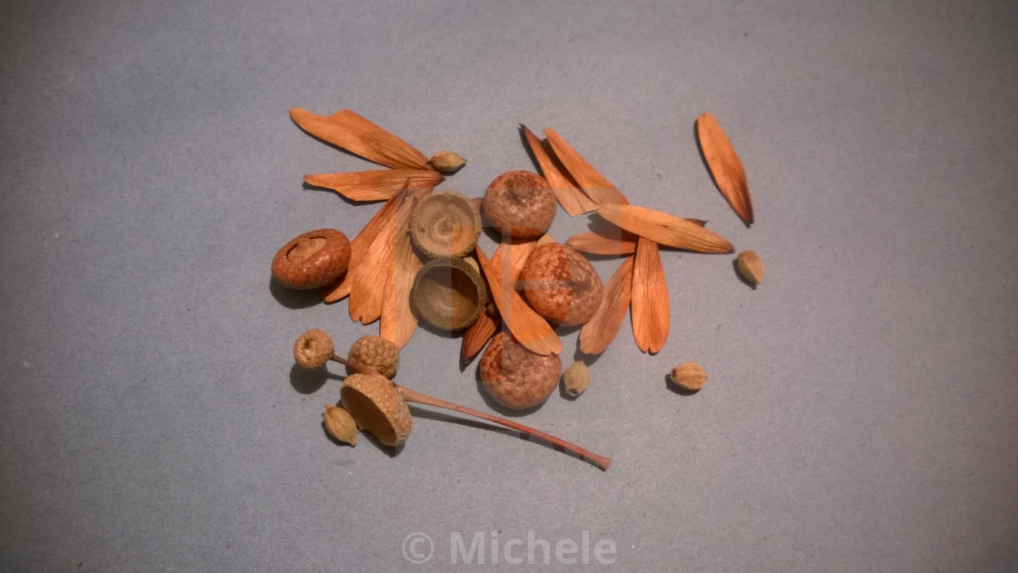 Handful Of Autumn Seeds License Download Or Print For 12 40 Photos Picfair Handful Of Autumn Seeds License Download Or Print For 12 40 Photos Picfair