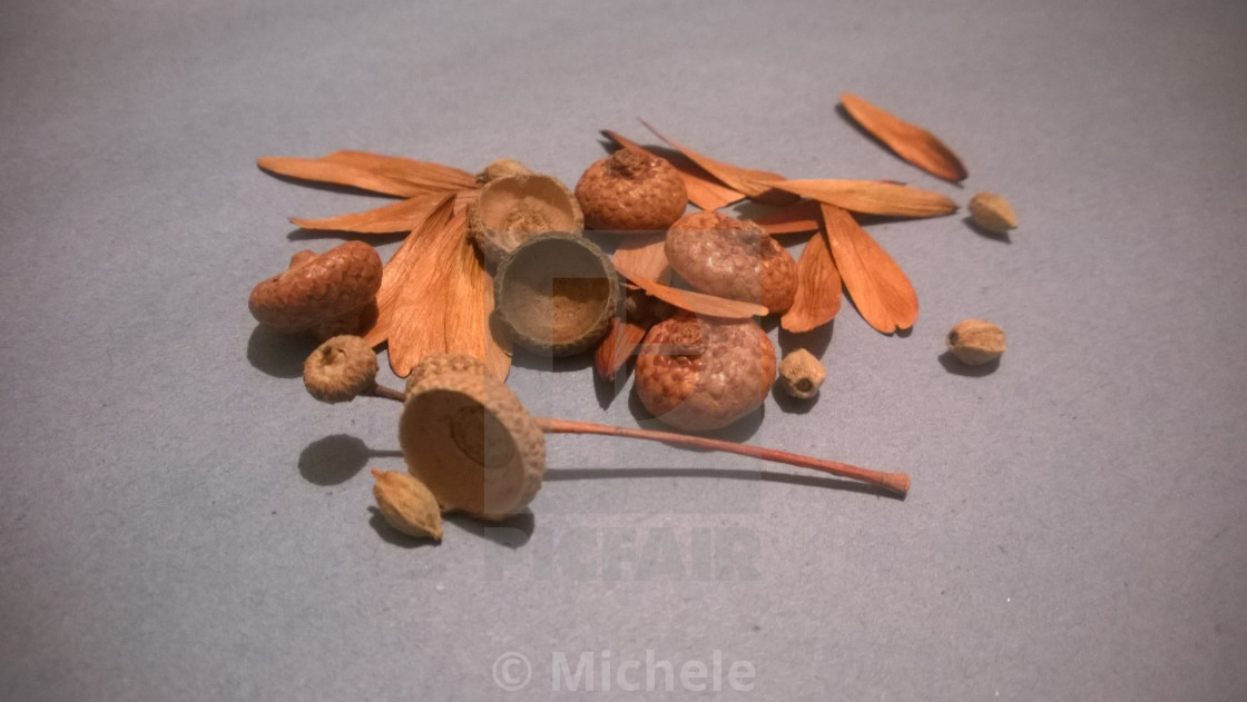 Autumn Tree Seeds License Download Or Print For 12 40 Photos Picfair Autumn Tree Seeds License Download Or Print For 12 40 Photos Picfair