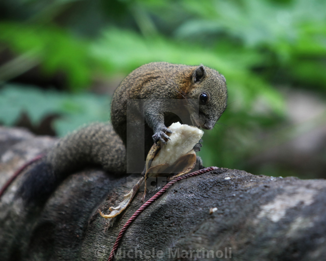 "Squirrel eating banana" by Michele Martinoli - $25.40 "Squirrel eating banana" stock image