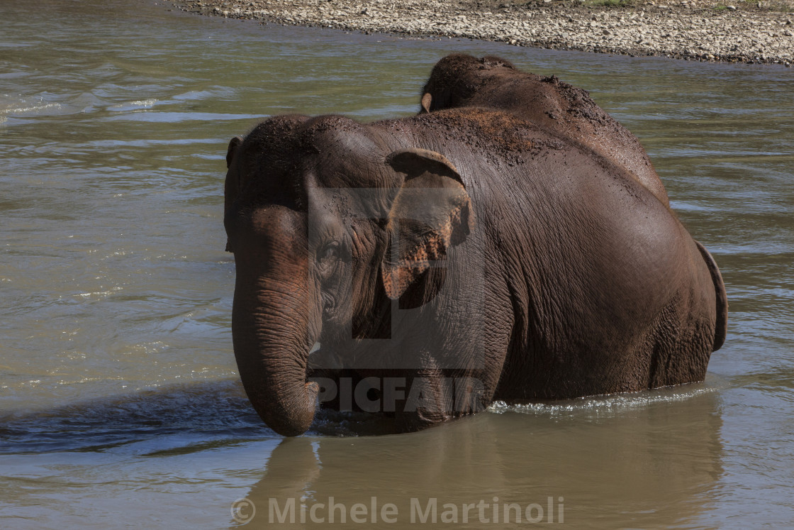 "Elephants in the water" by Michele Martinoli - $25.40 "Elephants in the water" stock image