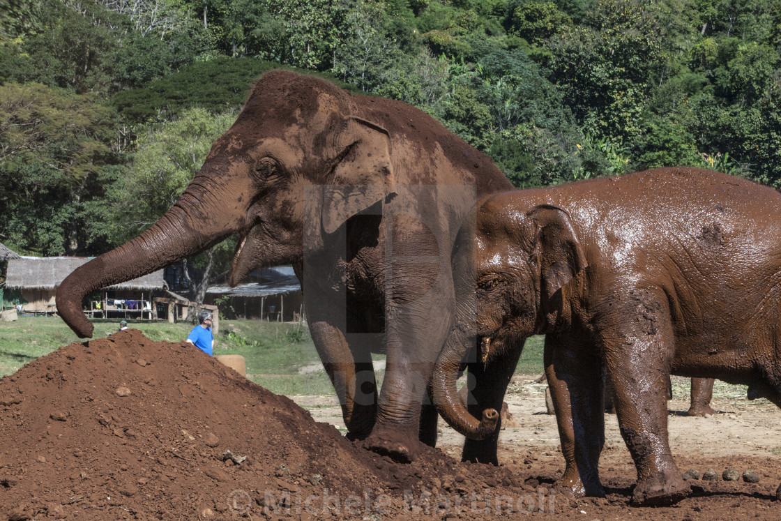 "Mother and calf elephants" by Michele Martinoli - $12.70 "Mother and calf elephants" stock image
