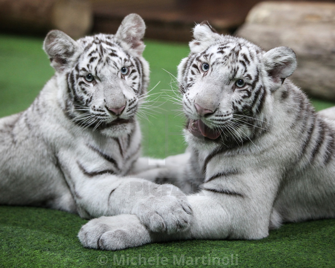 "White Tiger Cubs" by Michele Martinoli - $38.10 "White Tiger Cubs" stock image