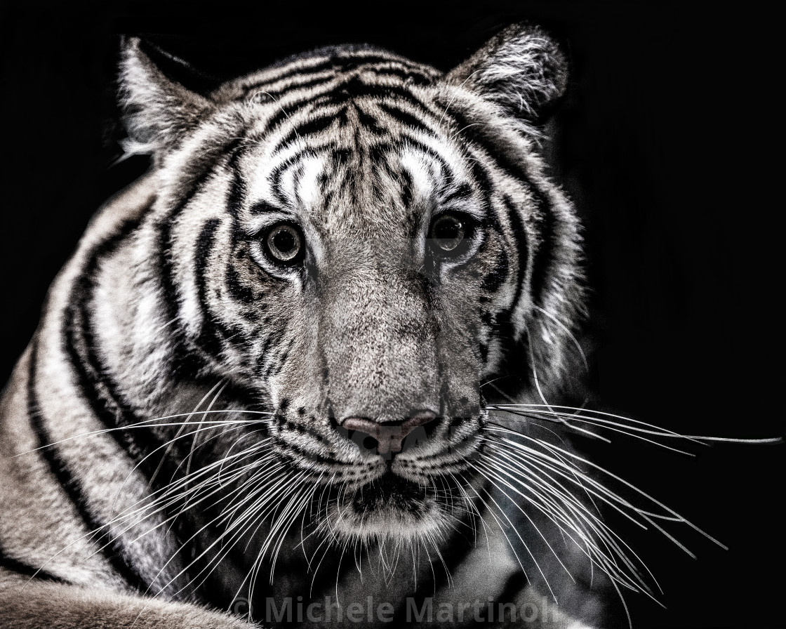"Tiger" by Michele Martinoli - $50.80 "Tiger" stock image
