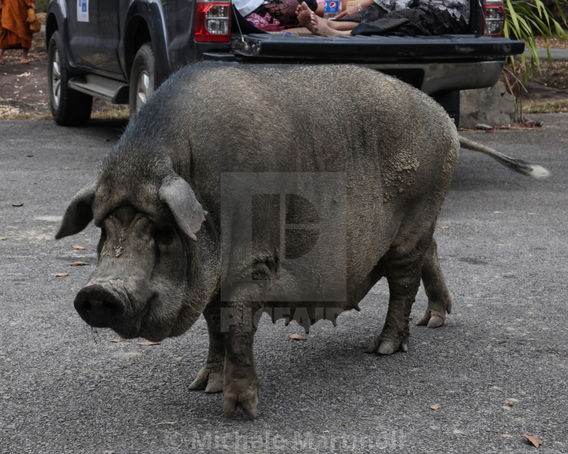 "Wild Boar" by Michele Martinoli - $25.40 "Wild Boar" stock image
