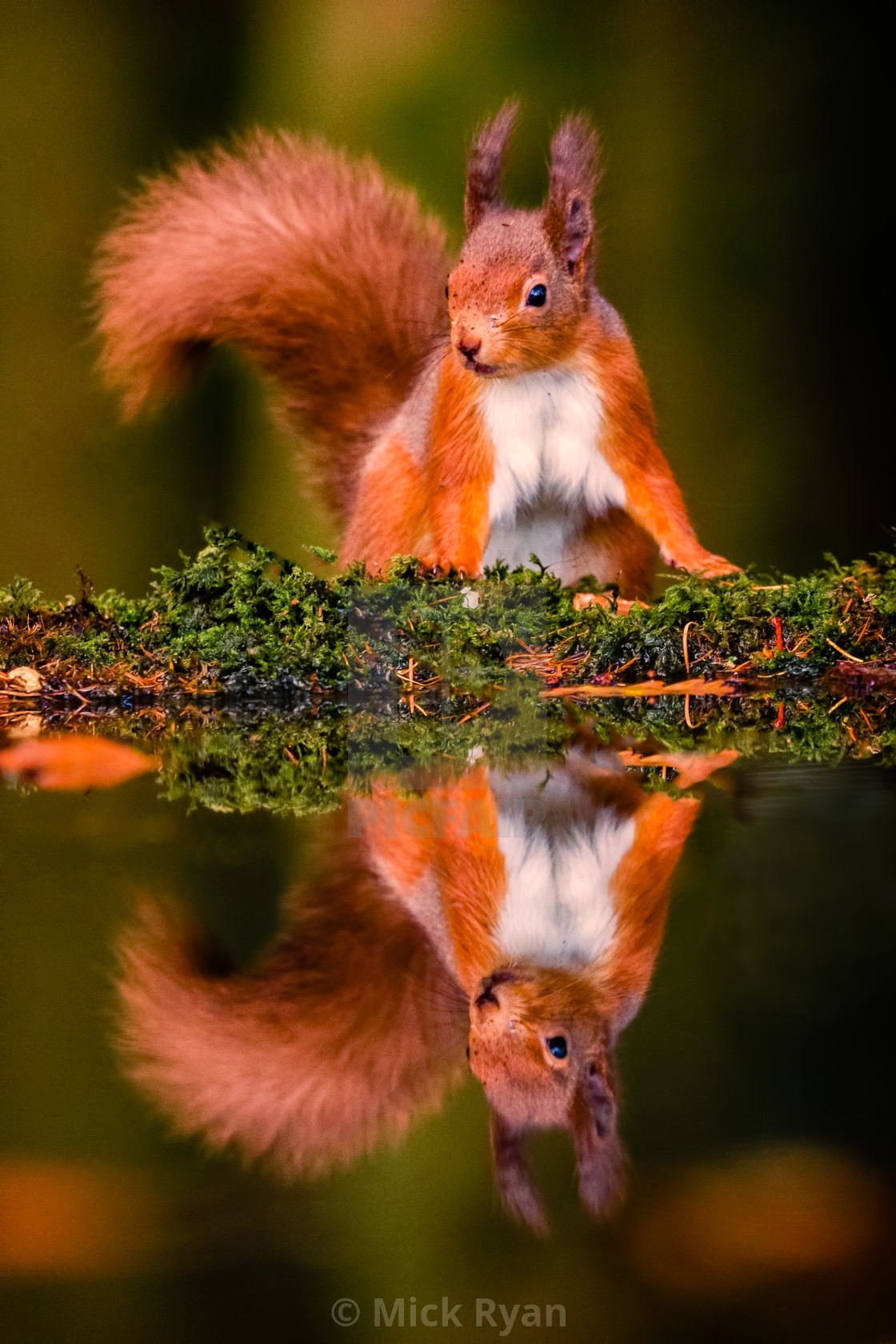 "Red Squirrel" by Mick Ryan - $92.46 "Red Squirrel" stock image