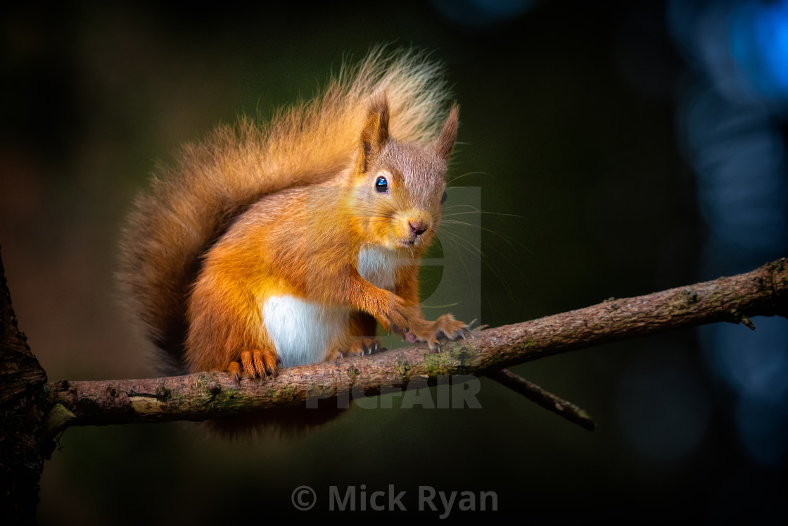 "Red Squirrel" by Mick Ryan - $92.46 "Red Squirrel" stock image