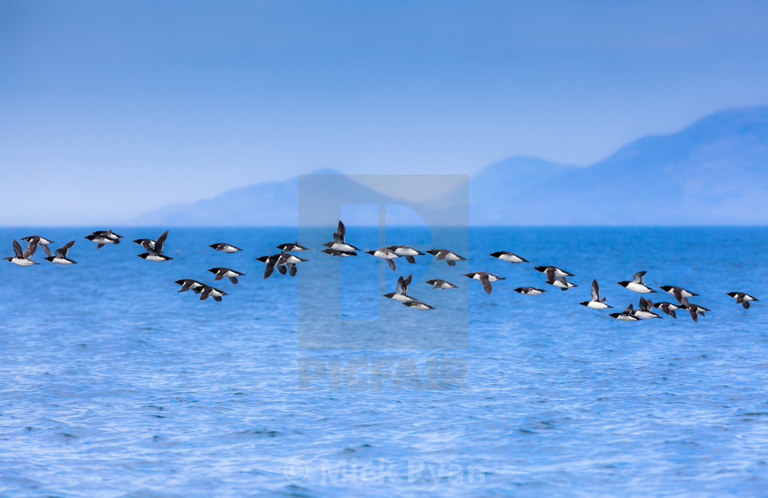 "Razorbills and Guillimots" by Mick Ryan - $92.46 "Razorbills and Guillimots" stock image