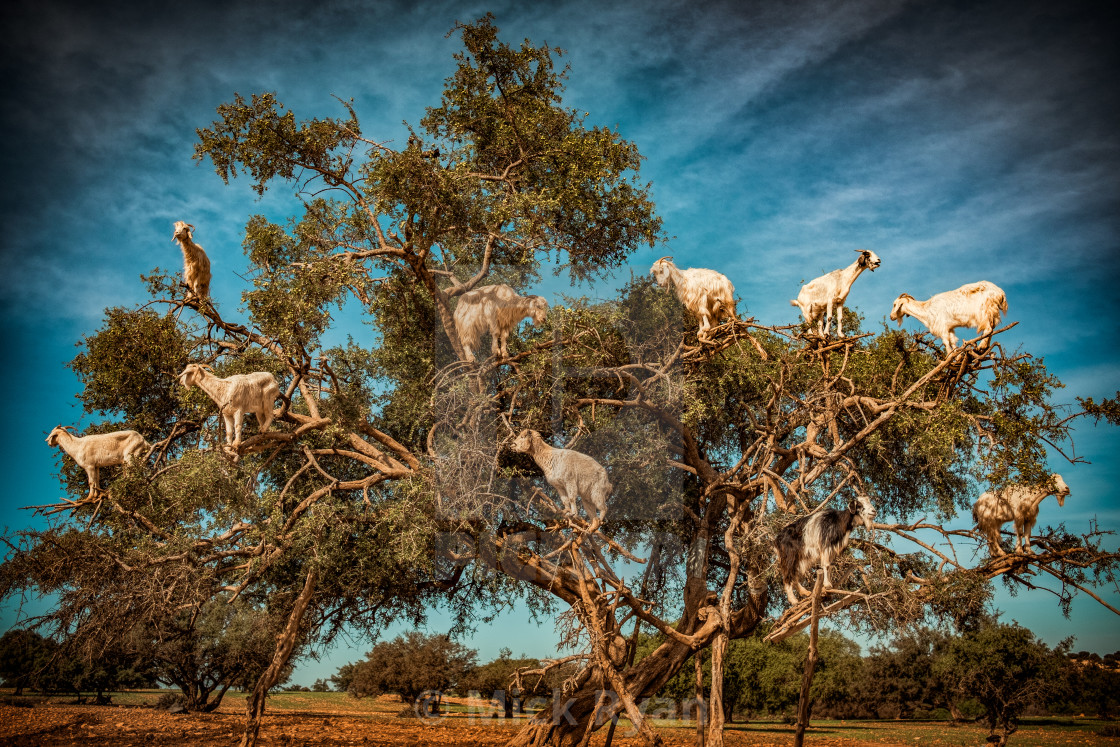 "Goats In A Tree" by Mick Ryan - $92.46 "Goats In A Tree" stock image