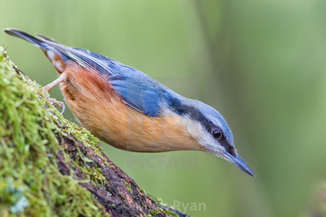 "Nuthatch" by Mick Ryan - $92.46 "Nuthatch" stock image