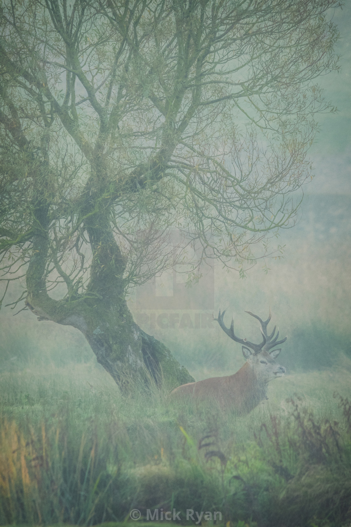 "Resting Red Deer Stag" by Mick Ryan - $92.46 "Resting Red Deer Stag" stock image