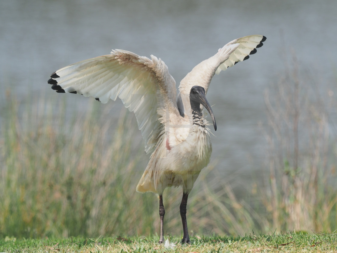 skrige trække kæde Australian white ibis drying its wings. - License, download or print for  £3.00 | Photos | Picfair