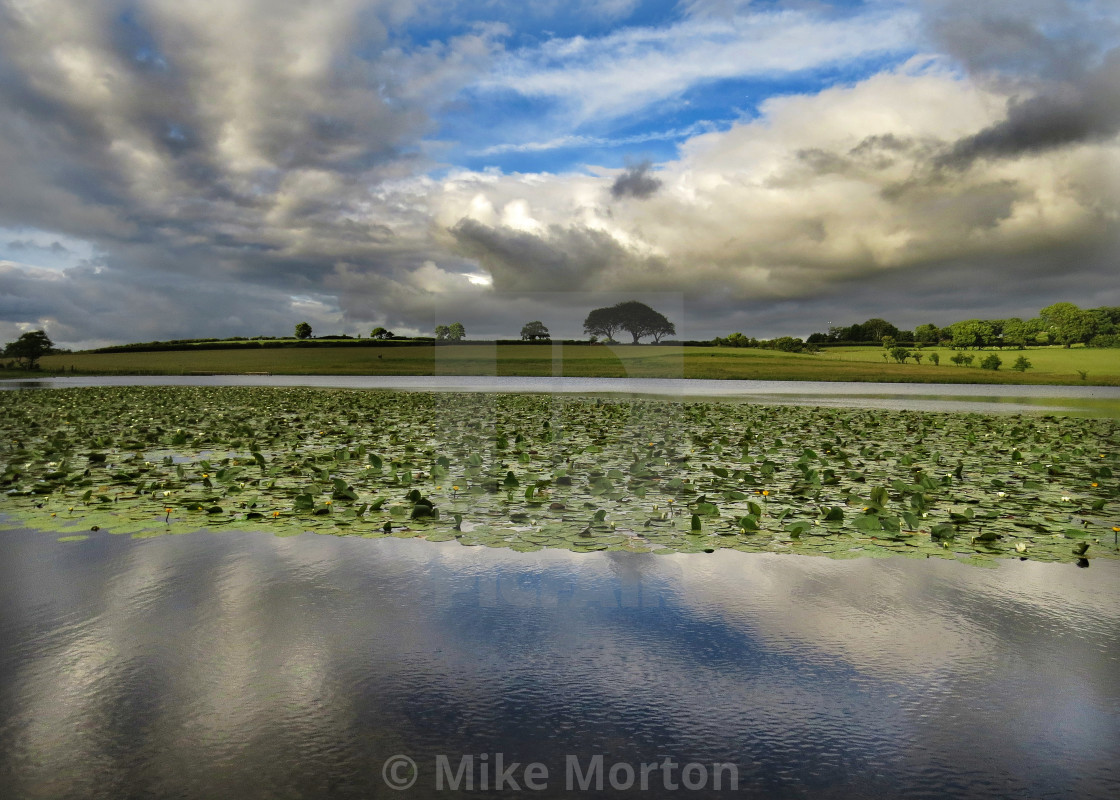 "Waterlilies at Mockerkin" stock image