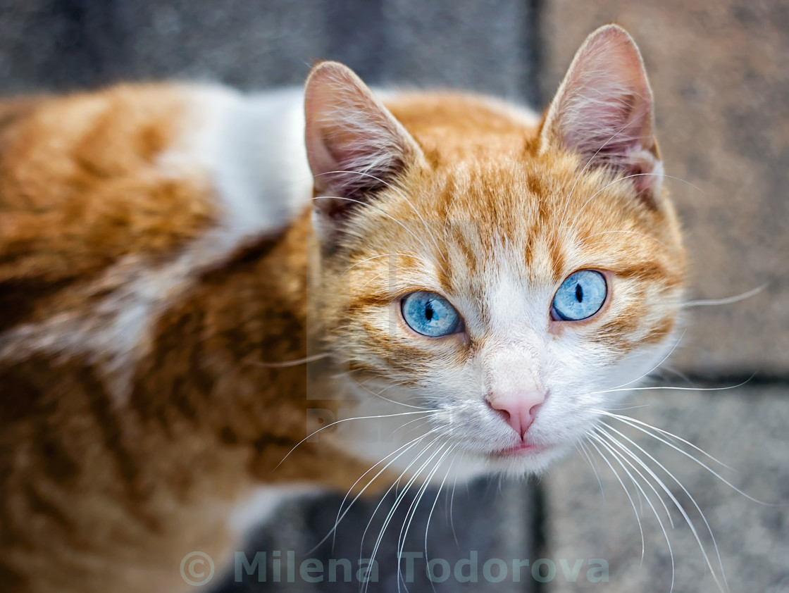 "Beautiful orange cat" stock image