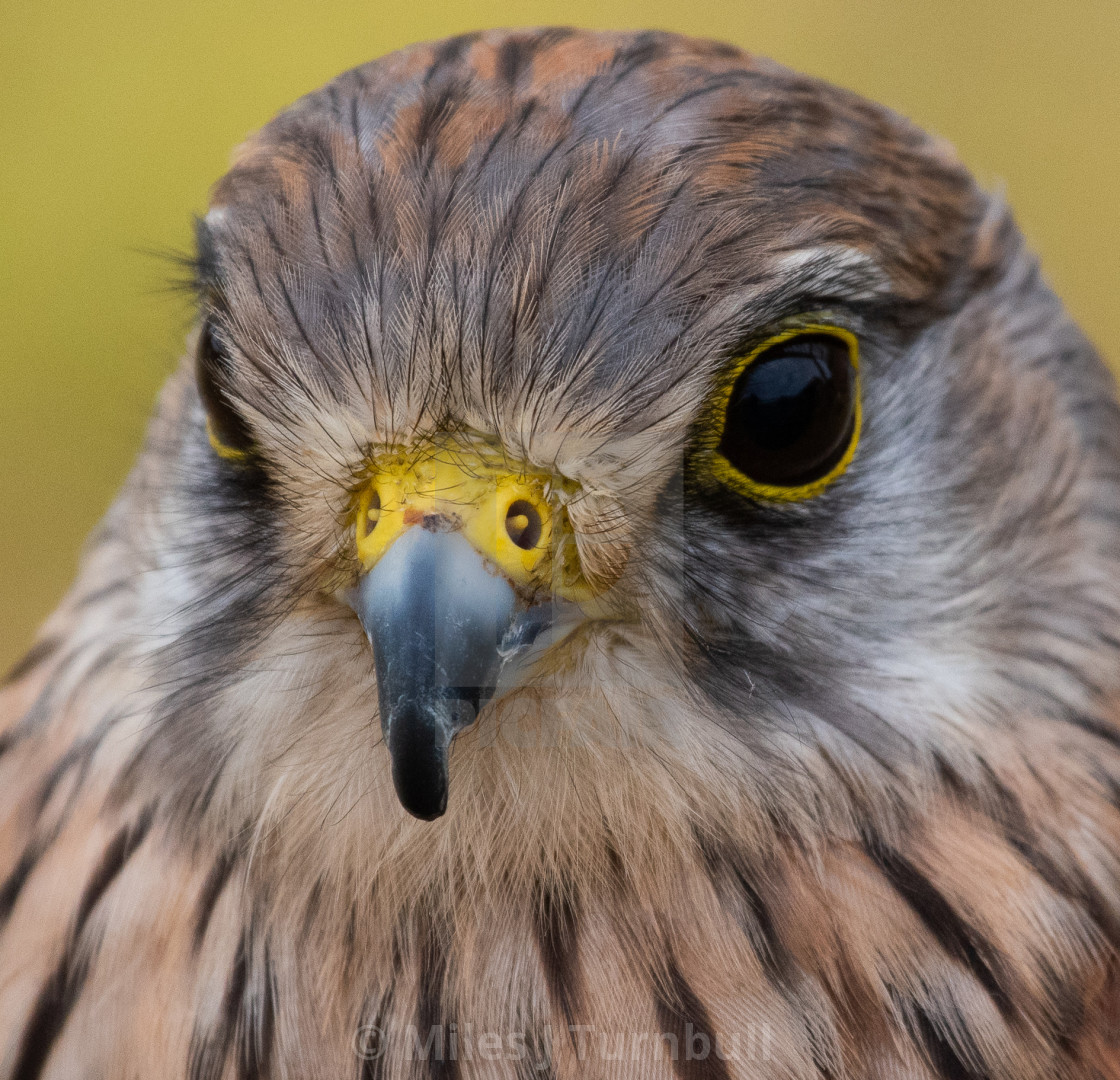 "Full face Kestrel" stock image