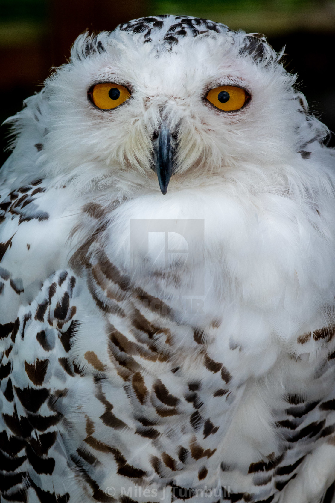 "Portrait of a Female Snowy Owl" stock image