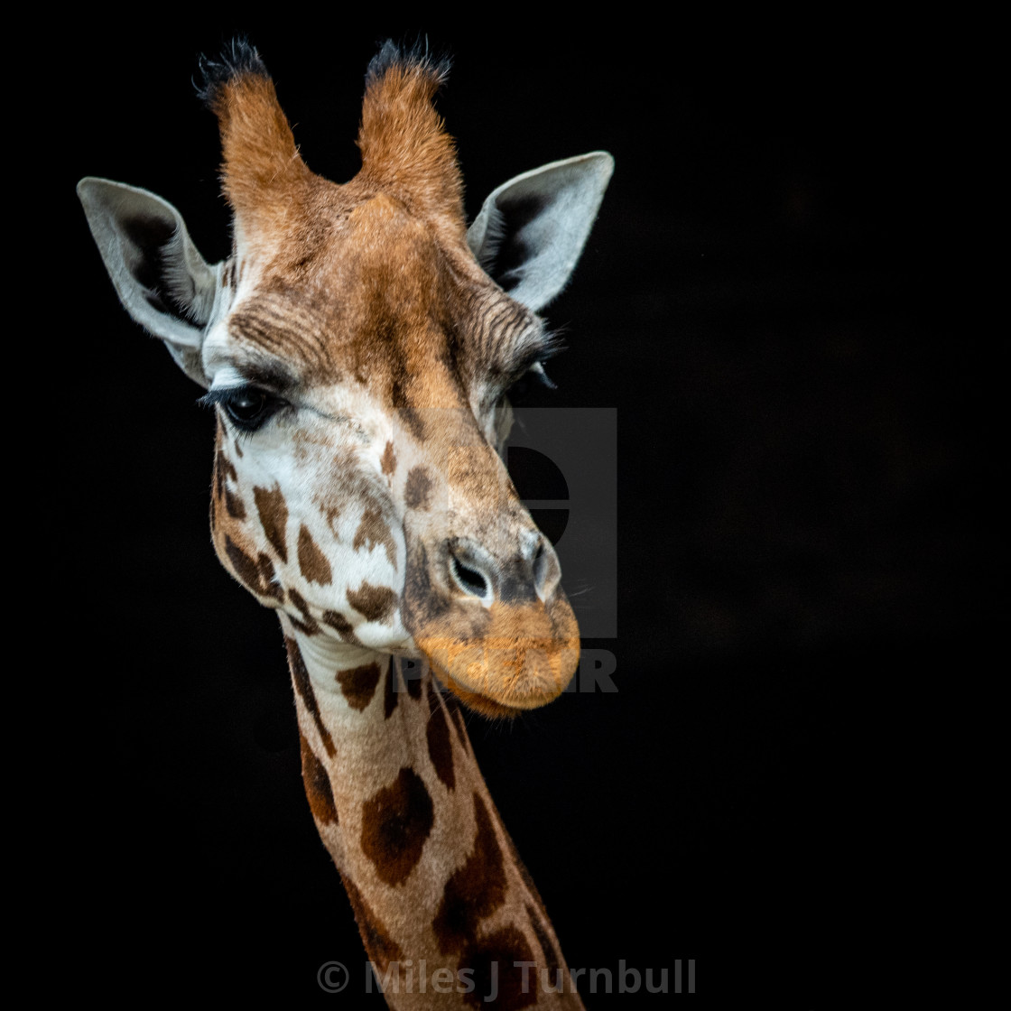 "Giraffe head against black background" stock image