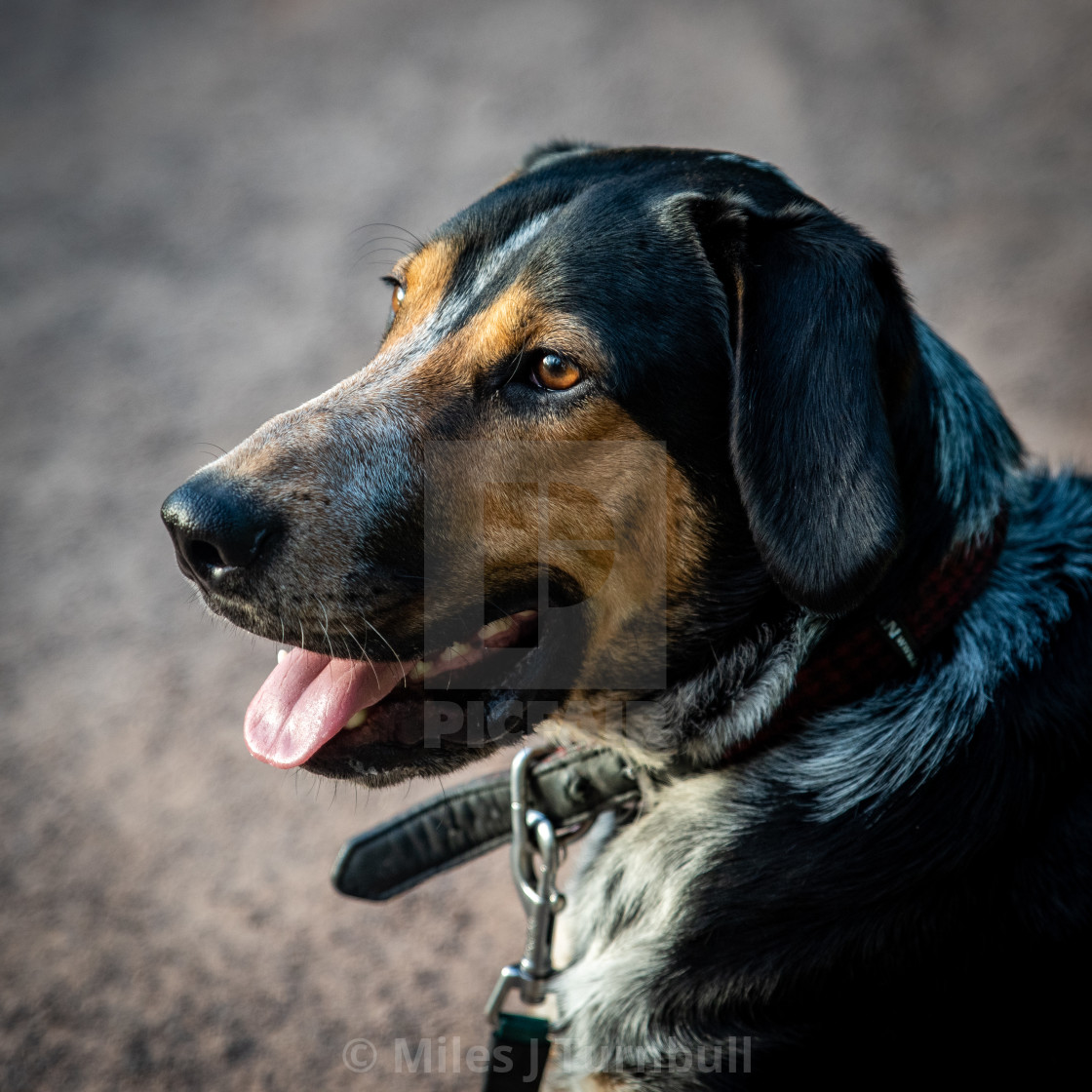 "Beautiful dog, head and shoulders" stock image