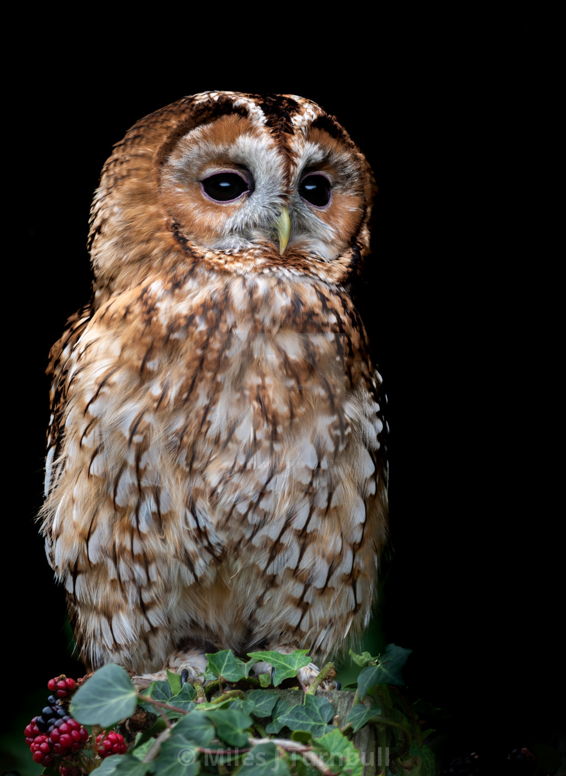 "Beautiful Tawny Owl (Strix aluco)" stock image