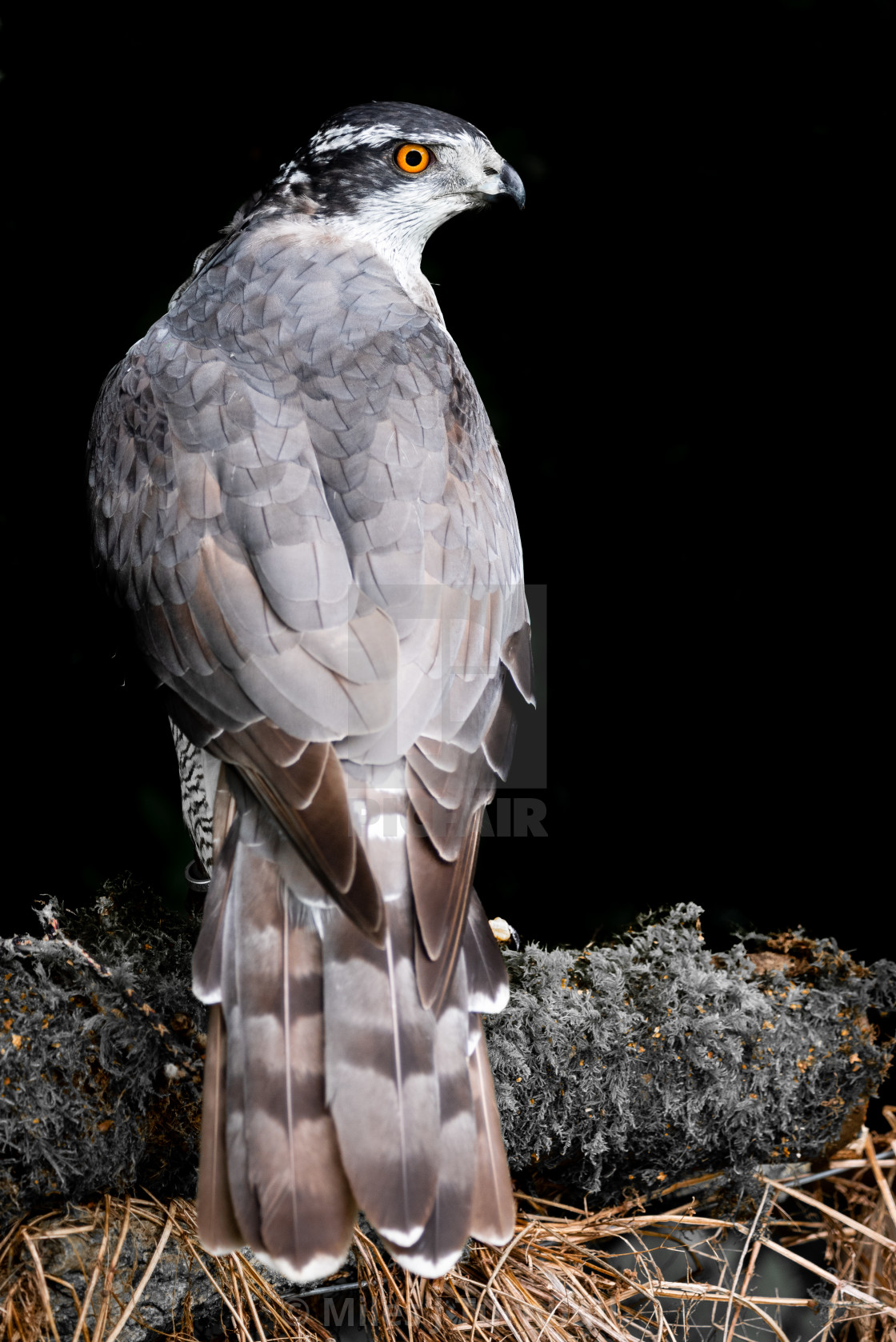 "Goshawk (Accipiter gentilis), looking over shoulder, showing fabulous wings and tail" stock image