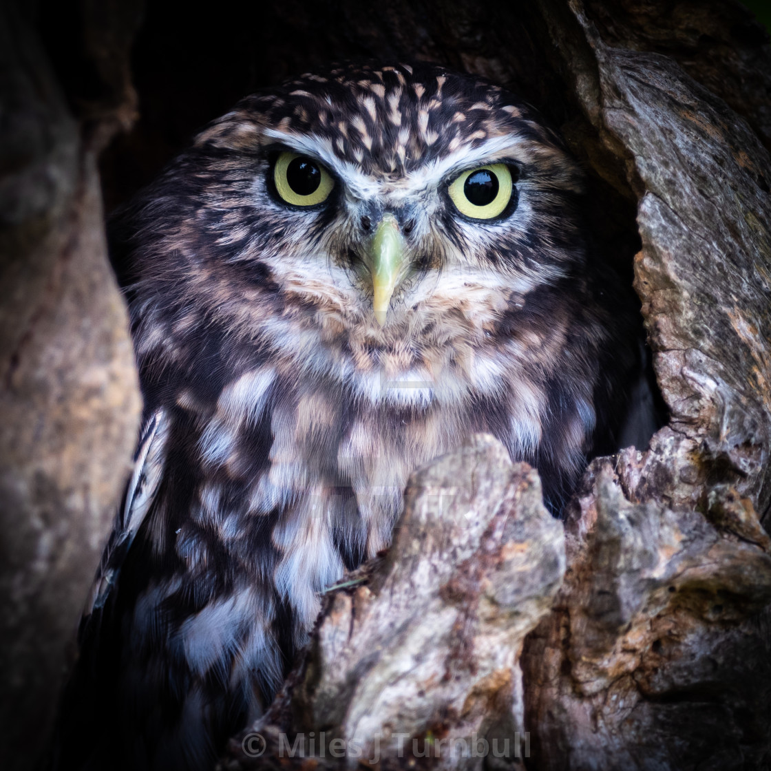 "Little Owl (Athene noctua) in a hole in a tree" stock image