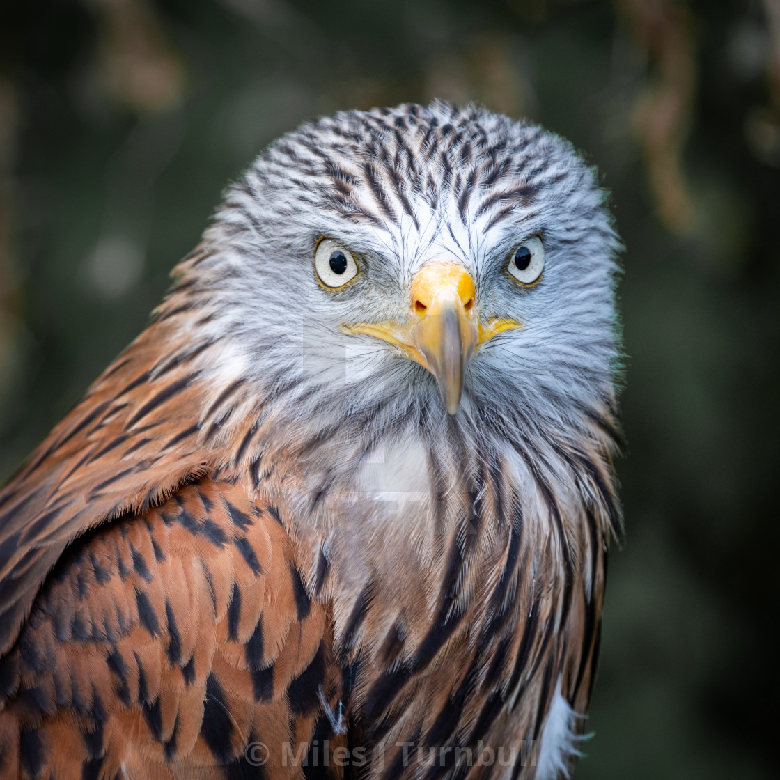 "Portrait of a Red Kite (Milvus milvus)" stock image